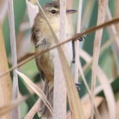 Acrocephalus australis at Jerrabomberra Wetlands - 1 Mar 2024