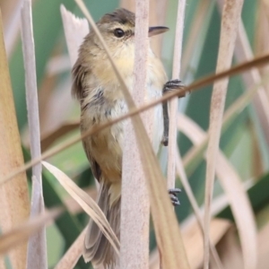 Acrocephalus australis at Jerrabomberra Wetlands - 1 Mar 2024