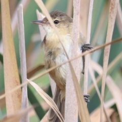 Acrocephalus australis at Jerrabomberra Wetlands - 1 Mar 2024 06:13 PM