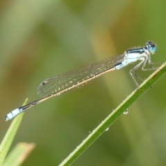 Ischnura heterosticta (Common Bluetail Damselfly) at Braemar, NSW - 28 Feb 2024 by Curiosity