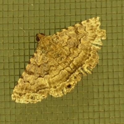 Diatenes aglossoides (An Erebid Moth) at Braemar - 28 Feb 2024 by Curiosity