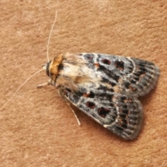 Proteuxoa sanguinipuncta (Blood-spotted Noctuid) at Yass River, NSW - 1 Mar 2024 by SenexRugosus