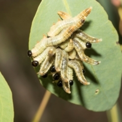 Unidentified Sawfly (Hymenoptera, Symphyta) at Hawker, ACT - 27 Feb 2024 by AlisonMilton