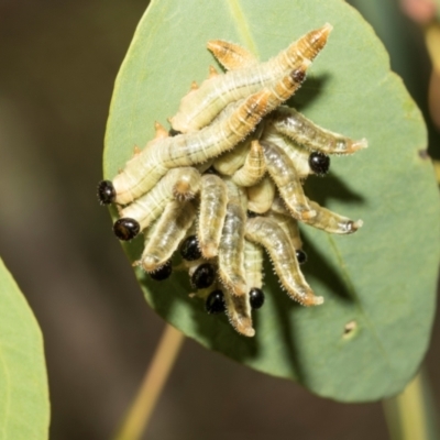 Pseudoperga sp. (genus) at The Pinnacle - 27 Feb 2024 by AlisonMilton