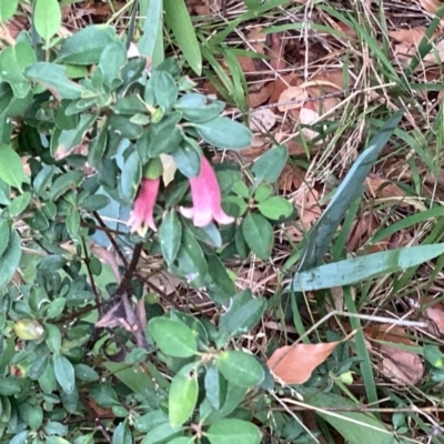 Correa sp. at Curtin, ACT - 2 Mar 2024 by JohnDM