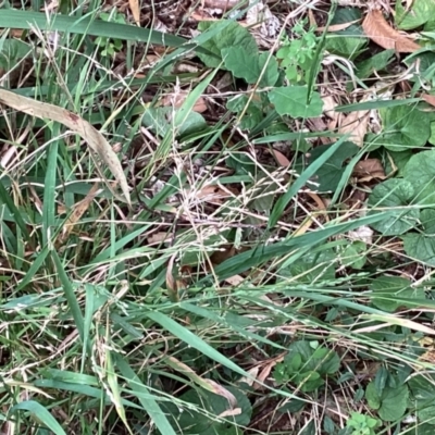 Ehrharta erecta (Panic Veldtgrass) at Curtin, ACT - 1 Mar 2024 by JohnDM