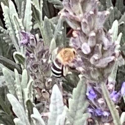 Amegilla sp. (genus) (Blue Banded Bee) at Googong, NSW - 29 Feb 2024 by Wandiyali