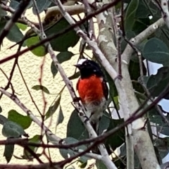 Petroica boodang (Scarlet Robin) at QPRC LGA - 1 Mar 2024 by Wandiyali