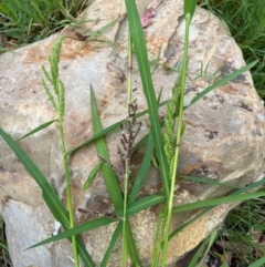 Echinochloa crus-galli (Barnyard Grass) at Hackett, ACT - 2 Mar 2024 by cmobbs