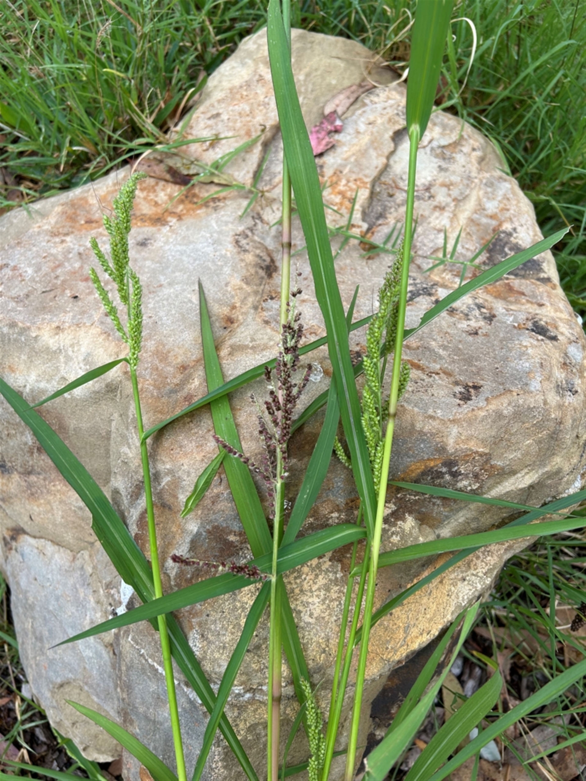 Echinochloa crus-galli at Hackett, ACT - 2 Mar 2024 08:13 AM