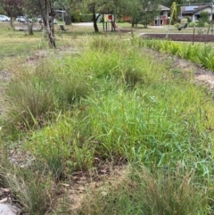 Echinochloa crus-galli at Hackett, ACT - 2 Mar 2024