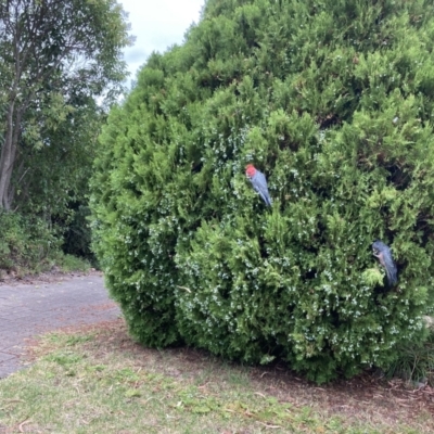 Callocephalon fimbriatum (Gang-gang Cockatoo) at Lyons, ACT - 2 Mar 2024 by ran452