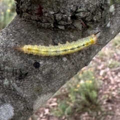 Lasiocampidae (family) immature (Lappet & Snout Moths) at QPRC LGA - 2 Mar 2024 by yellowboxwoodland