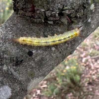 Lasiocampidae (family) IMMATURE (ALappet or Snout Moth (Lasiocampidae) at QPRC LGA - 2 Mar 2024 by yellowboxwoodland
