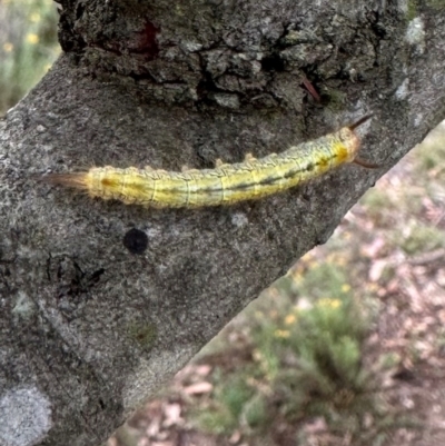 Lasiocampidae (family) immature (Lappet & Snout Moths) at QPRC LGA - 2 Mar 2024 by yellowboxwoodland