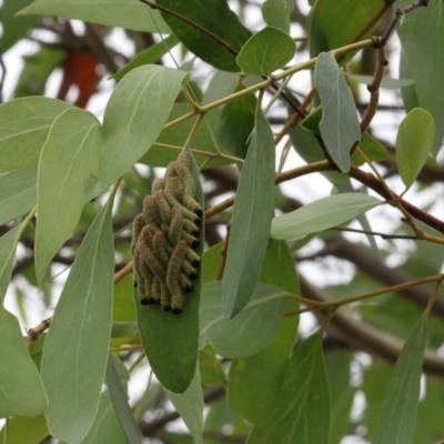 Pergidae sp. (family) (Unidentified Sawfly) at Lyons, ACT - 1 Mar 2024 by ran452