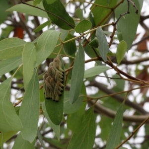 Pergidae sp. (family) at Lyons, ACT - 2 Mar 2024