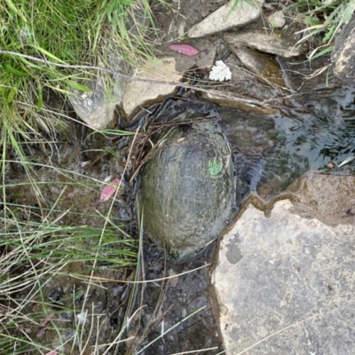 Chelodina longicollis (Eastern Long-necked Turtle) at QPRC LGA - 2 Mar 2024 by yellowboxwoodland