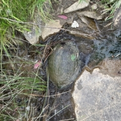 Chelodina longicollis (Eastern Long-necked Turtle) at QPRC LGA - 1 Mar 2024 by yellowboxwoodland