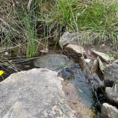 Chelodina longicollis at QPRC LGA - 2 Mar 2024