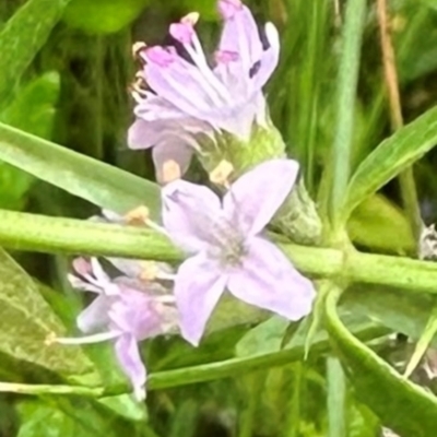 Mentha diemenica (Wild Mint, Slender Mint) at Bungendore, NSW - 1 Mar 2024 by yellowboxwoodland