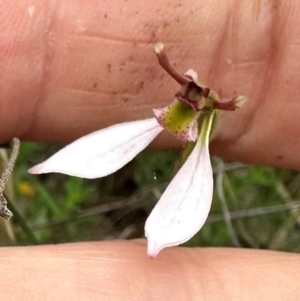 Eriochilus cucullatus at QPRC LGA - 2 Mar 2024