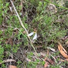 Eriochilus cucullatus at QPRC LGA - 2 Mar 2024