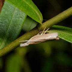 Culladia cuneiferellus (Crambinae moth) at Downer, ACT - 2 Mar 2024 by RobertD