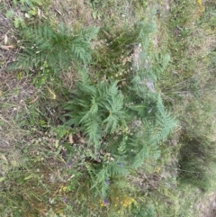 Pteridium esculentum (Bracken) at Kambah, ACT - 2 Mar 2024 by BenHarvey