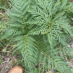 Pteridium esculentum at Cooleman Ridge - 2 Mar 2024