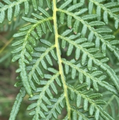 Pteridium esculentum at Cooleman Ridge - 2 Mar 2024