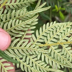 Pteridium esculentum at Cooleman Ridge - 2 Mar 2024