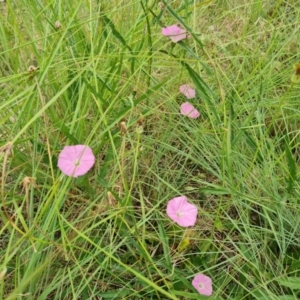 Convolvulus angustissimus subsp. angustissimus at Weston, ACT - 2 Mar 2024 12:29 PM