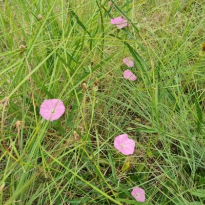 Convolvulus angustissimus subsp. angustissimus (Australian Bindweed) at Weston, ACT - 2 Mar 2024 by Mike