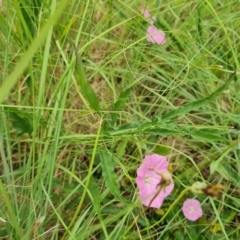 Convolvulus angustissimus subsp. angustissimus at Weston, ACT - 2 Mar 2024 12:29 PM