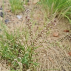 Tragus australianus (Small Burrgrass) at Weston, ACT - 2 Mar 2024 by Mike