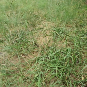 Paspalum dilatatum at Waramanga, ACT - 2 Mar 2024