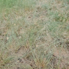 Eragrostis curvula (African Lovegrass) at Waramanga, ACT - 2 Mar 2024 by Mike