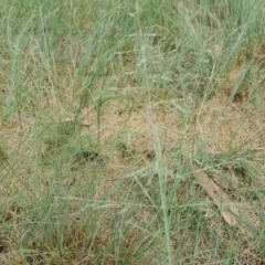 Eragrostis curvula at Waramanga, ACT - 2 Mar 2024