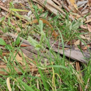 Eleusine tristachya at Waramanga, ACT - 2 Mar 2024 12:05 PM