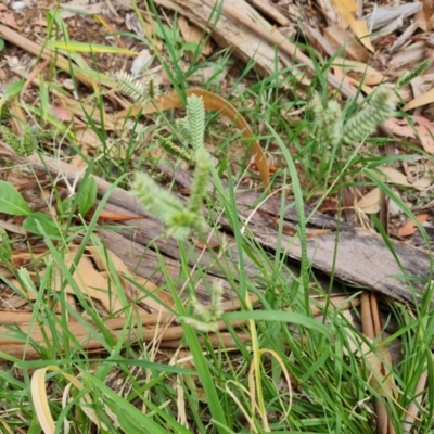 Eleusine tristachya (Goose Grass, Crab Grass, American Crows-Foot Grass) at Waramanga, ACT - 2 Mar 2024 by Mike