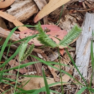 Eleusine tristachya at Waramanga, ACT - 2 Mar 2024