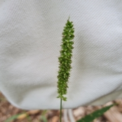 Setaria (genus) (Pigeon Grass) at Waramanga, ACT - 2 Mar 2024 by Mike