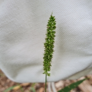 Setaria sp. at Waramanga, ACT - 2 Mar 2024