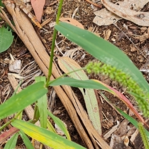 Setaria sp. at Waramanga, ACT - 2 Mar 2024 12:04 PM