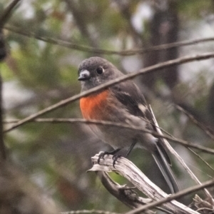 Petroica boodang at Bundanoon - 2 Mar 2024