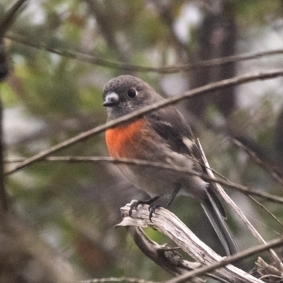 Petroica boodang (Scarlet Robin) at Bundanoon - 1 Mar 2024 by Aussiegall