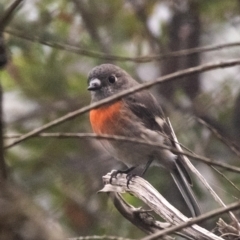Petroica boodang (Scarlet Robin) at Bundanoon, NSW - 1 Mar 2024 by Aussiegall