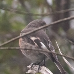 Petroica boodang at Bundanoon - 2 Mar 2024