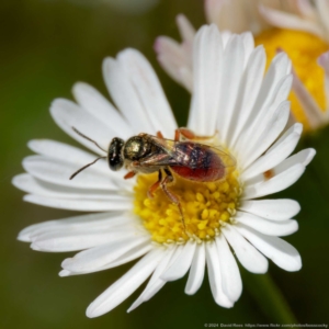 Lasioglossum (Homalictus) punctatus at Harrison, ACT - 25 Feb 2024